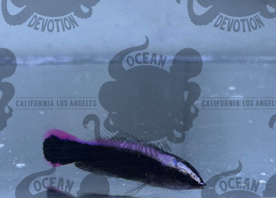 Captive bred Hawaiian Cleaner Wrasse