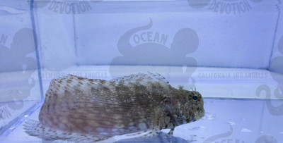 Lawnmower Blenny