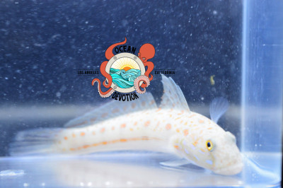 Diamond goby