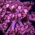 Goniopora Pink