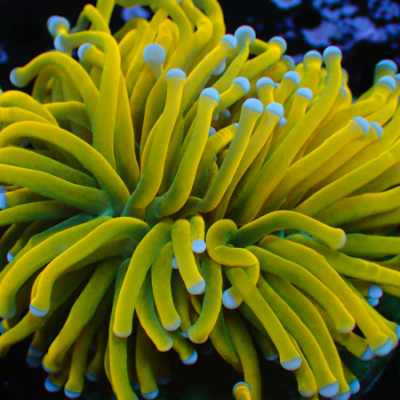 Euphyllia Glabrescens Holy Grail Banana