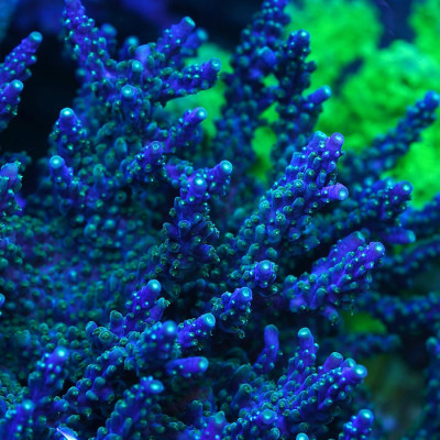 Marshall Island Purple