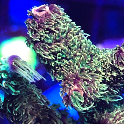 PTR Purple Kush Millipora