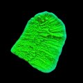 Green Plating Montipora