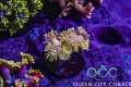 Rainbow Yellow Goniopora