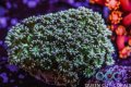 Mint Green Goniopora