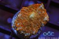 Orange Rhodactis Mushroom
