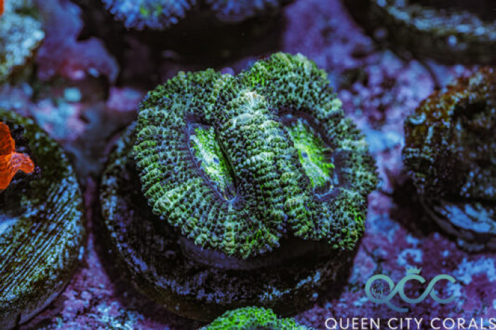 Green Eyes Dragon Acan