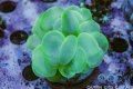 Neon Green Bubble Coral