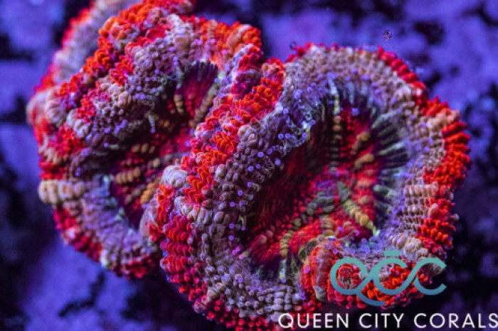 Code Red Acan