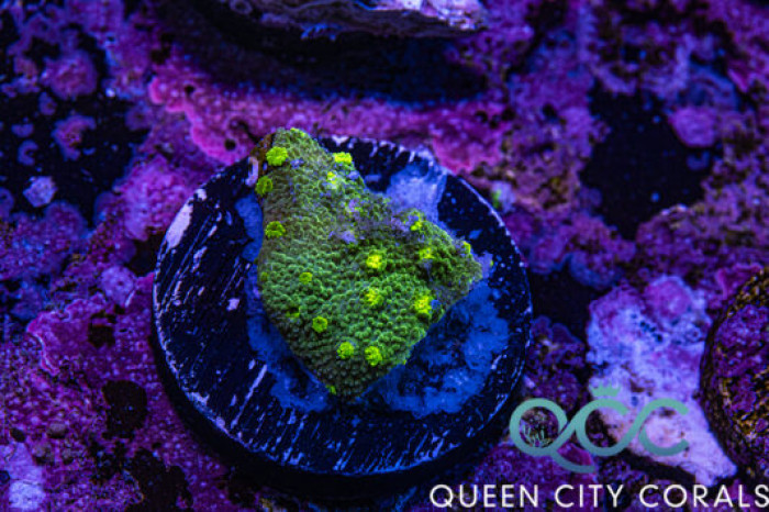 Neon Green Astreopora