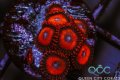 Kedd’s Red Zoa