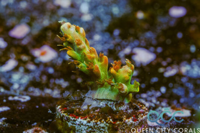 Voodoo Majick Acropora – (WYSIWYG)