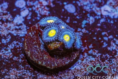 WWC AOI Zoa – (WYSIWYG)