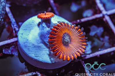 Magician Zoa – (WYSIWYG)