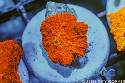 Candy Crush Jawbreaker Mushroom – (WYSIWYG)