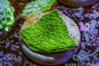 WWC Spearmint Montipora Cap – (WYSIWYG)