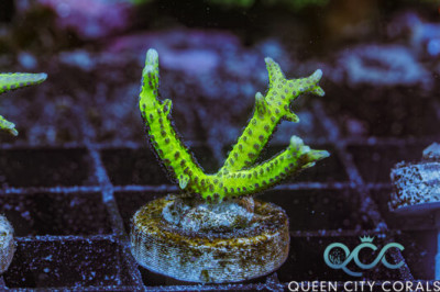 ORA Ponape Birdsnest – (WYSIWYG)