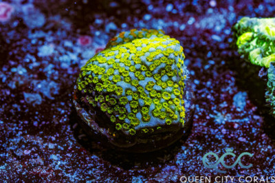 Rainbow Montipora – (WYSIWYG)