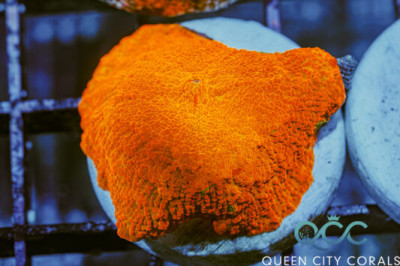 Candy Crush Jawbreaker Mushroom – (WYSIWYG)