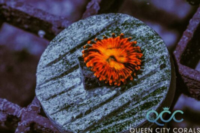 Utter Chaos Zoa – (WYSIWYG)