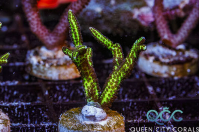 ORA Birds of Paradise Birdsnest – (WYSIWYG)