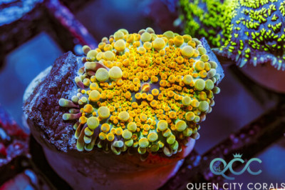 QCC Sugar Rush Ricordea Yuma Mushroom – (WYSIWYG)