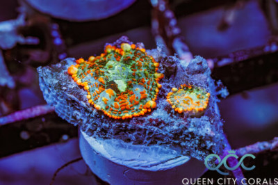 Stained Glass Rhodactis Mushroom – (WYSIWYG)