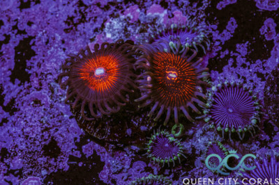 Stranger Things Zoa – (WYSIWYG)