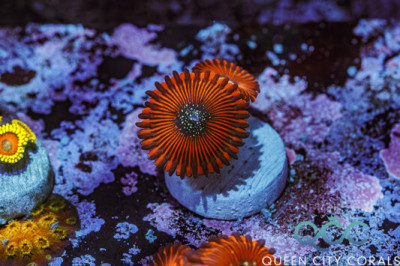 Magician Splatter Zoa – (WYSIWYG)