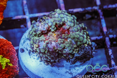 Red Rum Ricordea Yuma Mushroom – (WYSIWYG)