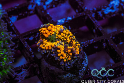 Orange Ricordea Mushroom – (WYSIWYG)