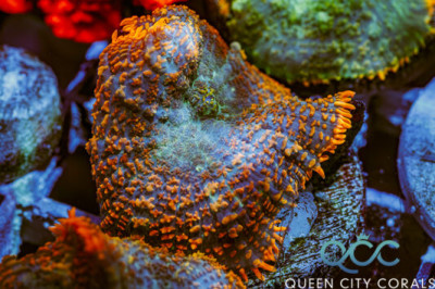 Aquarius Dream Rhodactis Mushroom – (WYSIWYG)