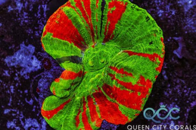 Purple Stripe Bleeding Apple Scoly – (WYSIWYG)