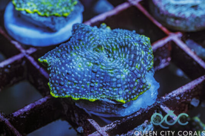 Blue Leopard Discosoma Mushroom – (WYSIWYG)
