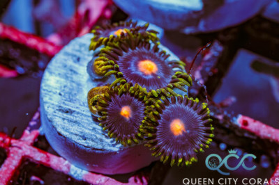 Blow Pops Zoa – (WYSIWYG)