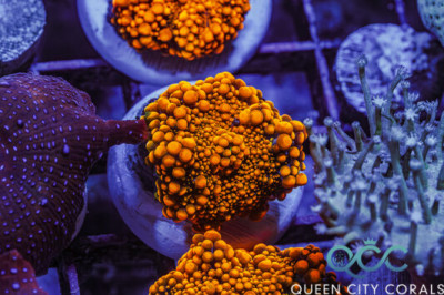 Orange Inferno Ricordea Yuma Mushroom – (WYSIWYG)