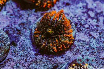 Orange Carpet Bounce Mushroom – (WYSIWYG)