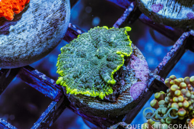 Zombie Ring Rhodactis Mushroom – (WYSIWYG)