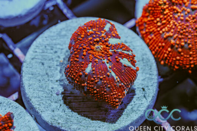 Red Interstellar Discosoma Mushroom – (WYSIWYG)