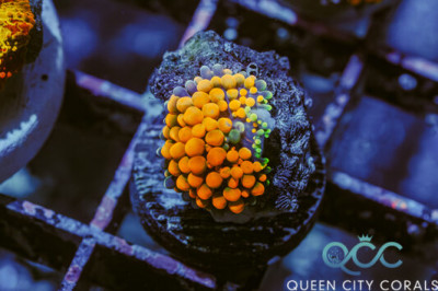 Orange Ricordea Mushroom – (WYSIWYG)