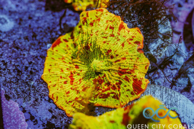 Red Splatter Yellow Eclectus Jawbreaker Mushroom – (WYSIWYG)