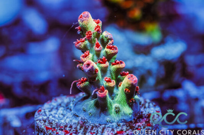 Strawberry Shortcake Acropora – (WYSIWYG)