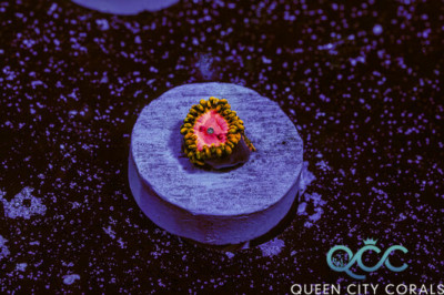 Pink Diamond Zoa – (WYSIWYG)