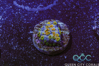 WWC Skittles Bomb Cyphastrea – (WYSIWYG)