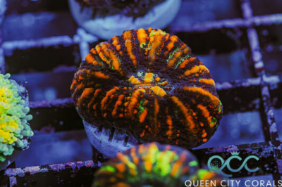 Ultra Purple Button Scoly – (WYSIWYG)