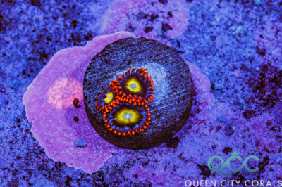 TSA Circus Freak Zoa – (WYSIWYG)