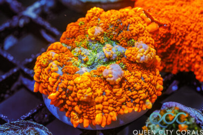 Orange Ragnarok Bounce Mushroom – (WYSIWYG)