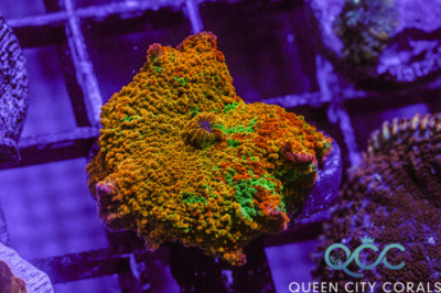 Three Color Jawbreaker Mushroom – (WYSIWYG)