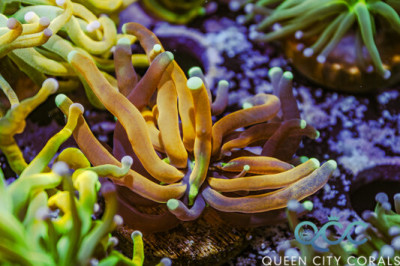 Tiger Torch – (WYSIWYG)